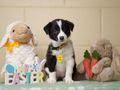 Dogs Trust issues Easter warning over chocolate toxicity in dogs
