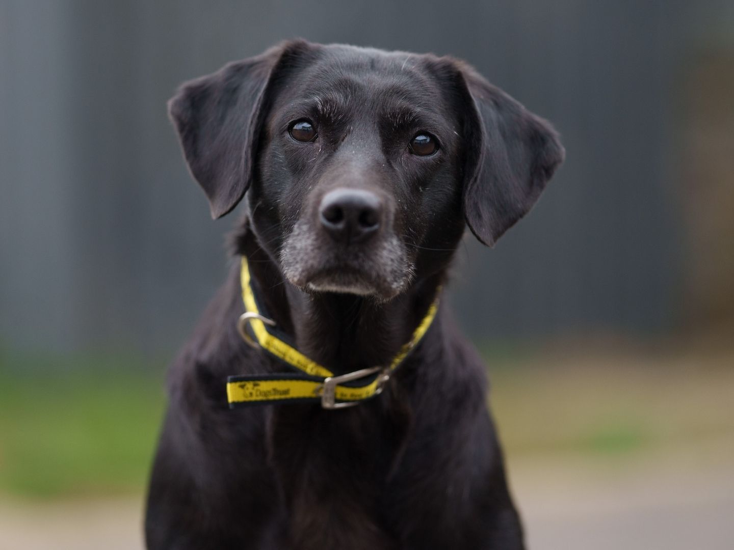 Black labrador looking at camera