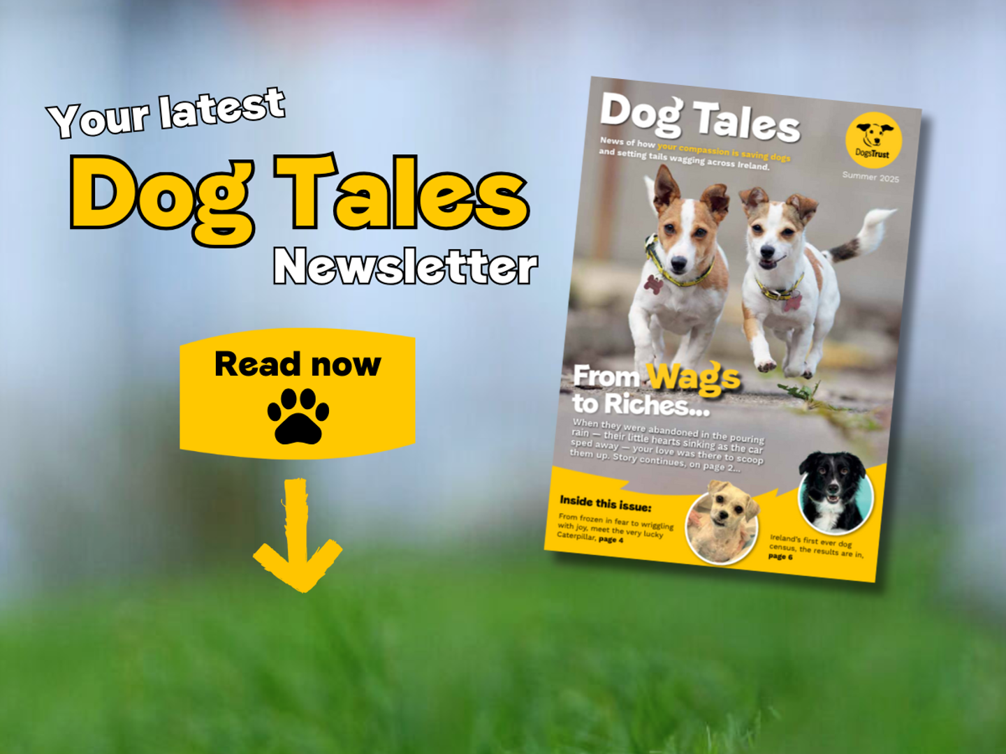 Your latest Dog Tales cover image