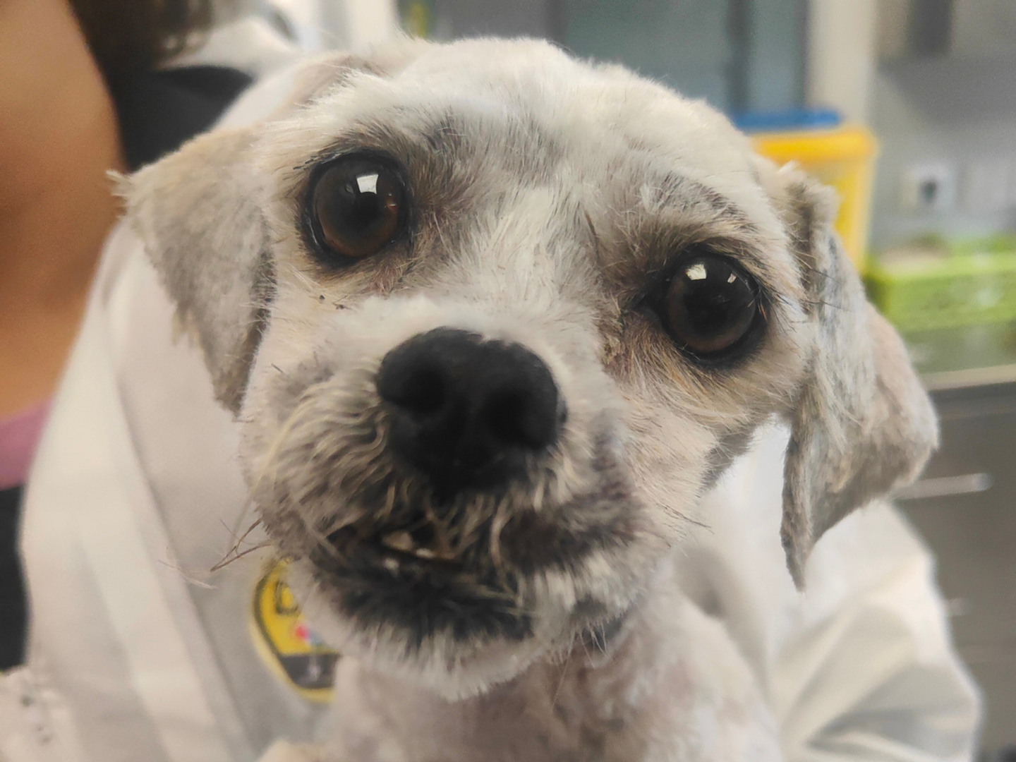 a white Maltese dog looking at the camera after being groomed