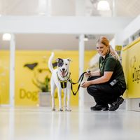 Dog with lead in rehoming reception area with member of staff