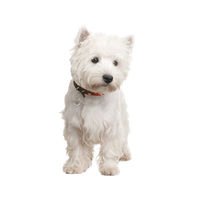 West Highland White Terrier