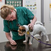 Dog getting a vet check up