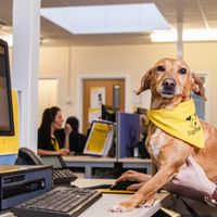Milly the Dachshund helps out at the contact centre