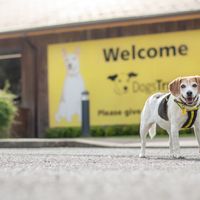 Tilly a Beagle cross standing outside Kenilworth rehoming centre.
