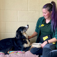A Dogs Trust Ireland staff member playing with a dog