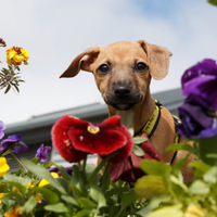 Lurcher puppy looks down at camera, bright colourful flowers in the foreground