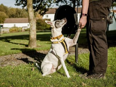How to teach your dog to give a high five