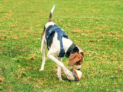 How to stop your dog chewing and mouthing