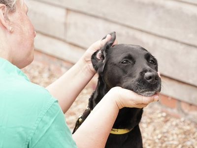 How to give your dog ear or eye drops