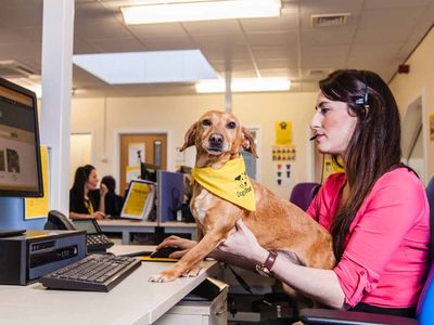 Milly the Dachshund cross helped out in the Dogs Trust contact centre