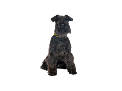 Schnauzer