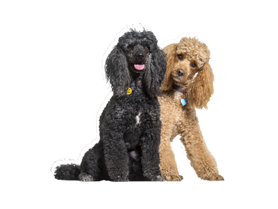 Poodle
