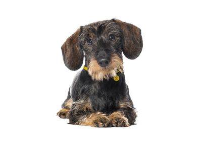 Dachshund