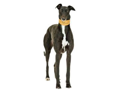 Greyhound