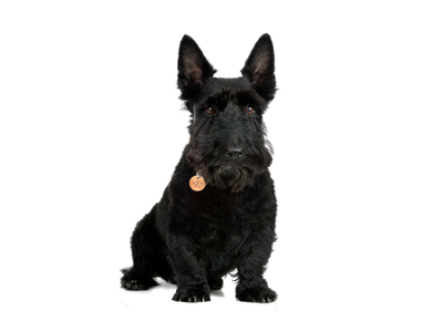 Scottish Terrier (Scottie)
