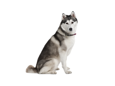 Akita