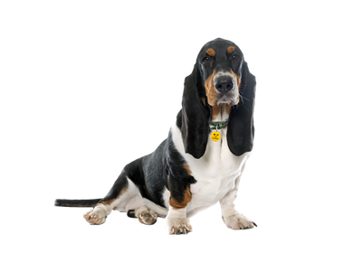 Basset Hound