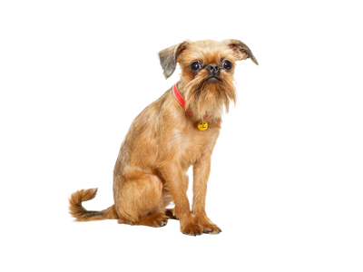 Brussels Griffon