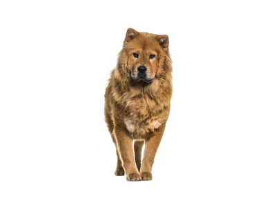 Chow Chow