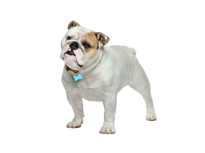 English bulldog crate size online