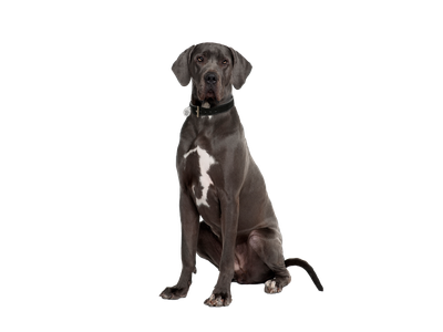 Great Dane