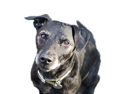 Patterdale Terrier