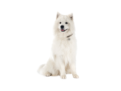 Spitz