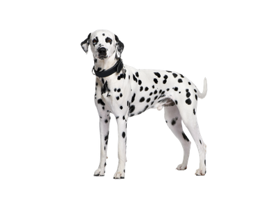 Dalmatian