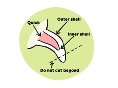 illustration of nail anatomy