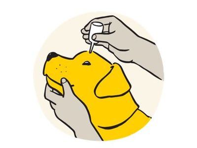 Cartoon dog being given eye drops while chin is being held