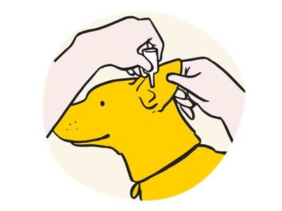 Cartoon dog being given ear drops