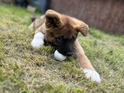 How to stop your dog from stealing