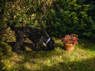 Sniff-ari at Home