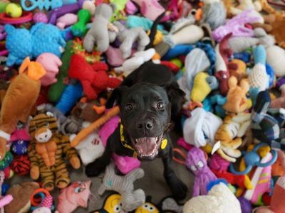 Black Labrador puppy surrounded by toys