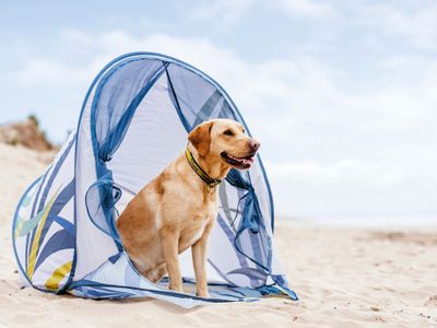 A guide to dog-friendly holidays