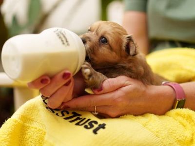 Puppy being bottle fed
