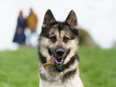 Dog on a grassy hill with their tongue out