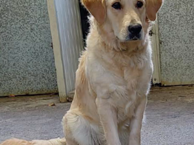 Golden retriever in pound