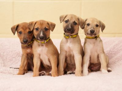 four puppies wearing Dogs Trust collars