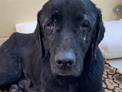 Black Labrador, Daisy, lying down with sad eyes in kennel