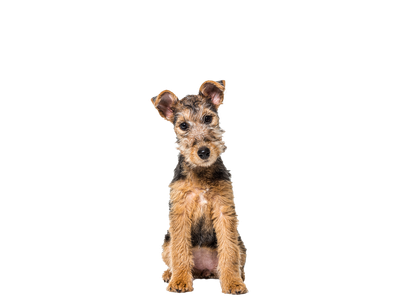 Lakeland Terrier