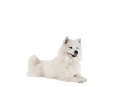 Samoyed