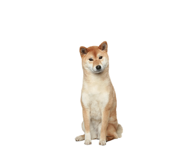 Japanese Shiba Inu