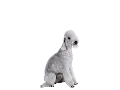 Bedlington Terrier