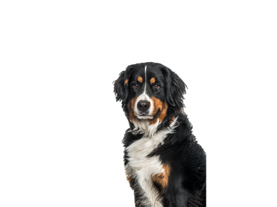 Bernese Mountain Dog