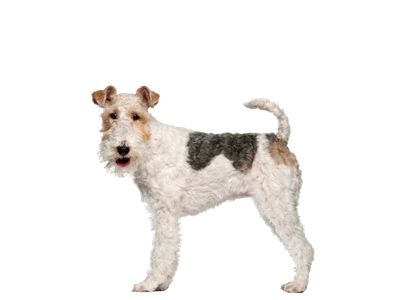 Fox Terrier
