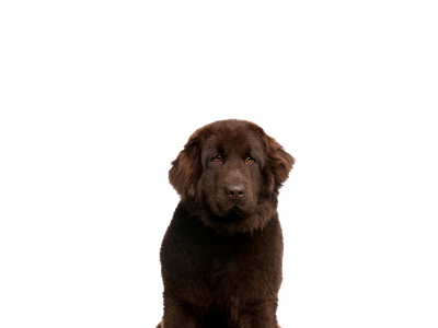 Newfoundland