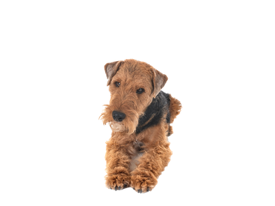 Welsh Terrier