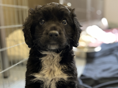 Black and white puppy staring at the camera